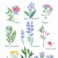 DMC Herbs - cross stitch set - keresztszemes hímző készlet - Gyógynövények - 03